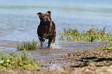 STAFFIE 145